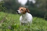 JACK RUSSEL 235